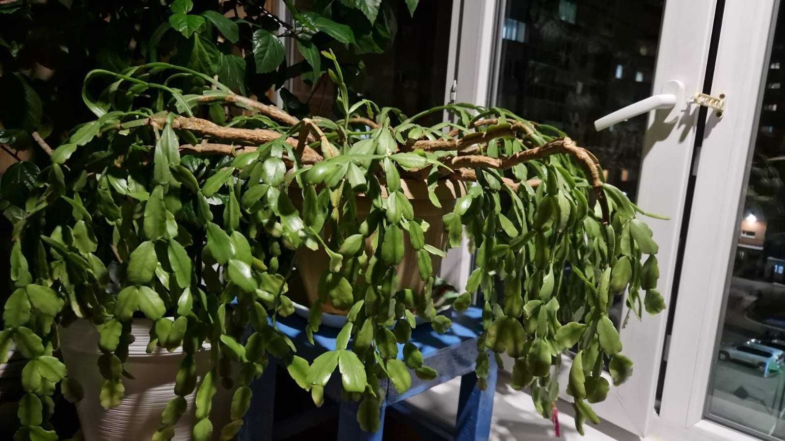Продам  комнатное растение
