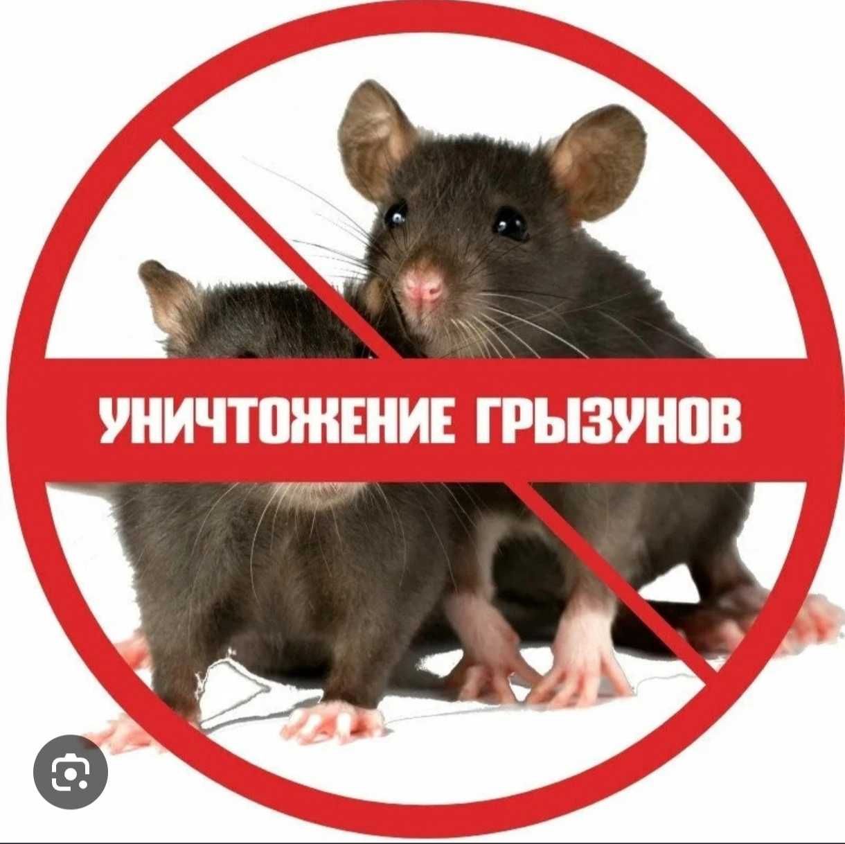 Профессиональная обработка отрава тараканы клопы комары блохи мыши
