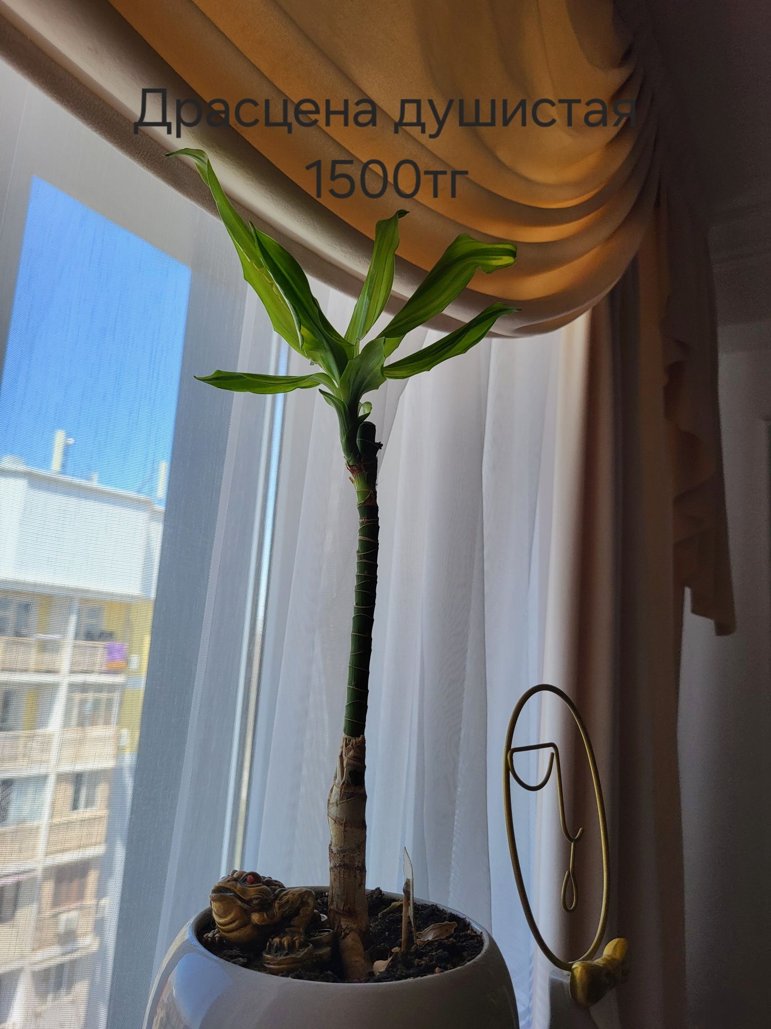 Продам цветы,все разные
