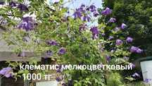 Продам отростки цветов, район инфекционной больницы