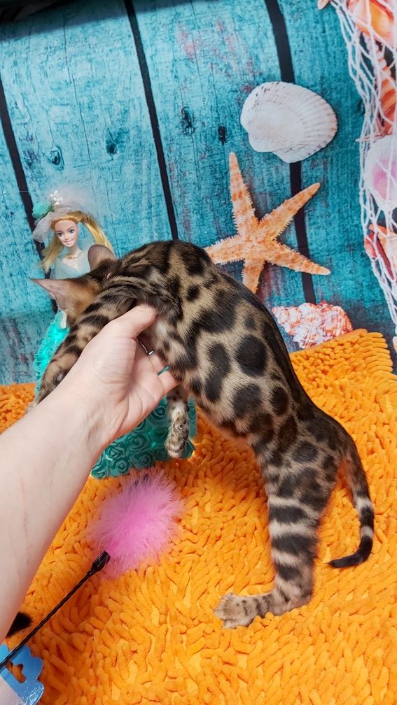 Продаю БЕНГАЛЬСКИХ котят