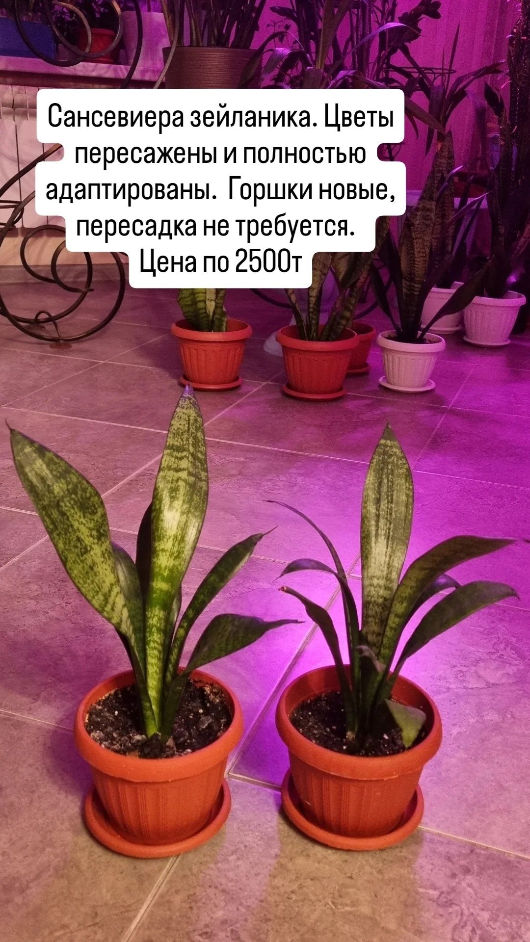 Цветы для дома и офиса