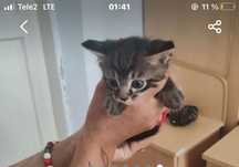 Отдам котят в добрые руки