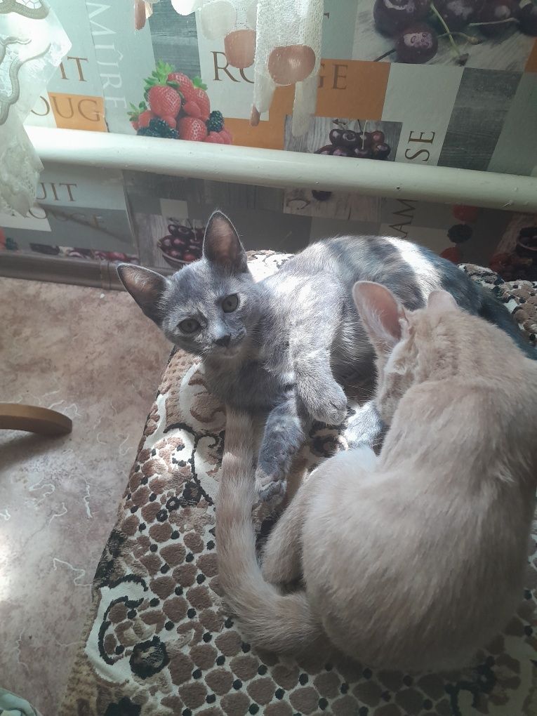 Котята очень красивые 2 рыжых один пудровый и один серый.