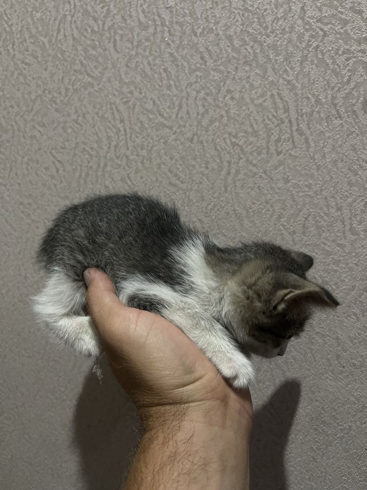 4 котята отдам в добрые руки