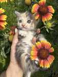 Отдам котят добрые руки !