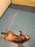 Вязка шотландского кота