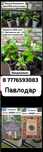 Продам  цветочки