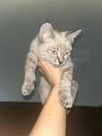 Отдам котенка, мальчика, в добрые руки