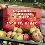 Садовые яблоки. Сочные, мягкие, вкусные