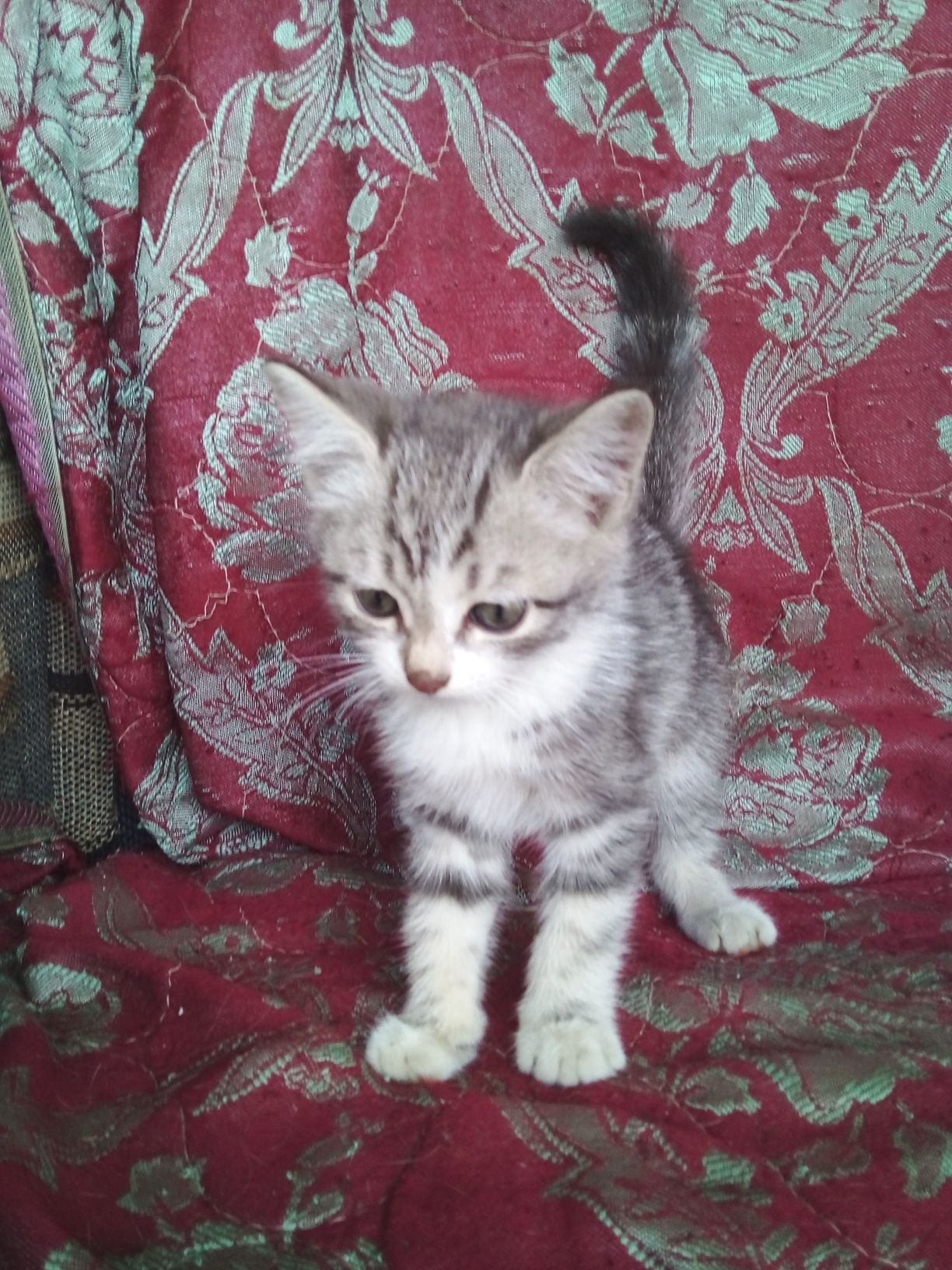 Котята разной породы