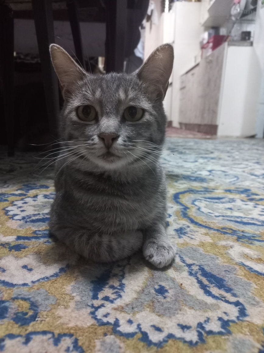 Отдам котят в хорошие руки