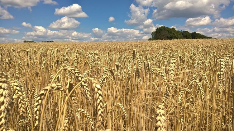 Продам землю на селекционном в сторону поселка джамбул