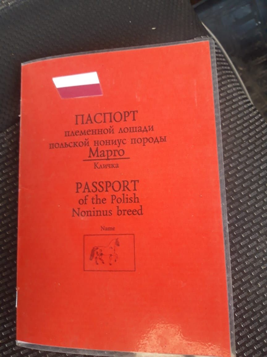 Лошадь с польши.