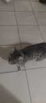 котик потеряшка ищет семью