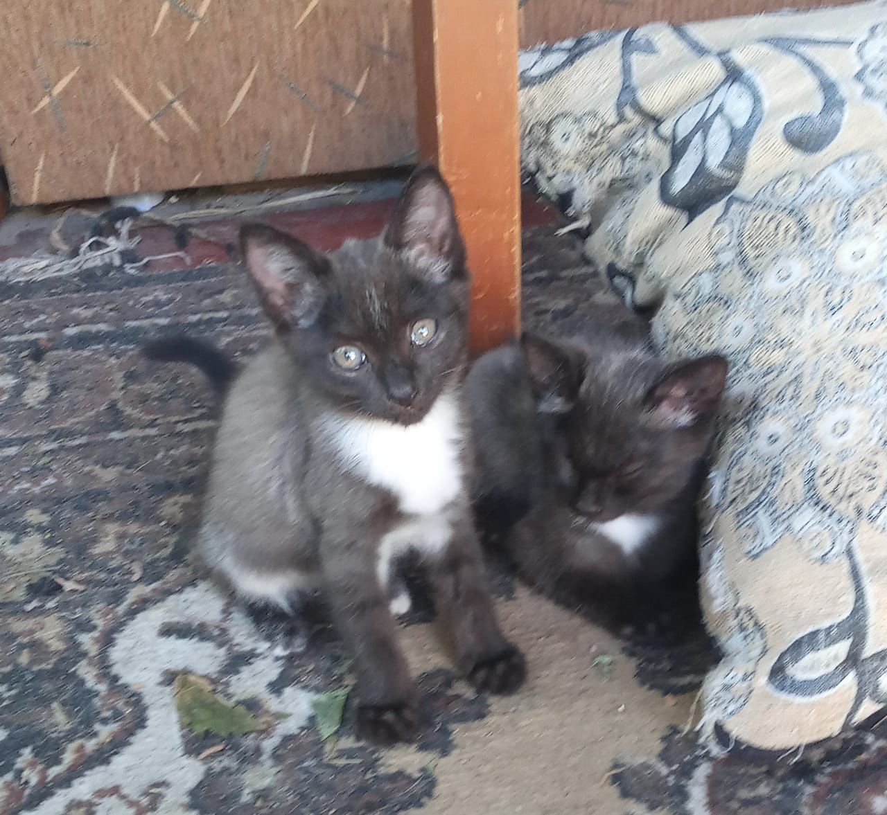Котята ищут семью.