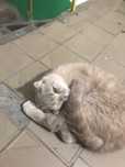 Животные. Кошка.