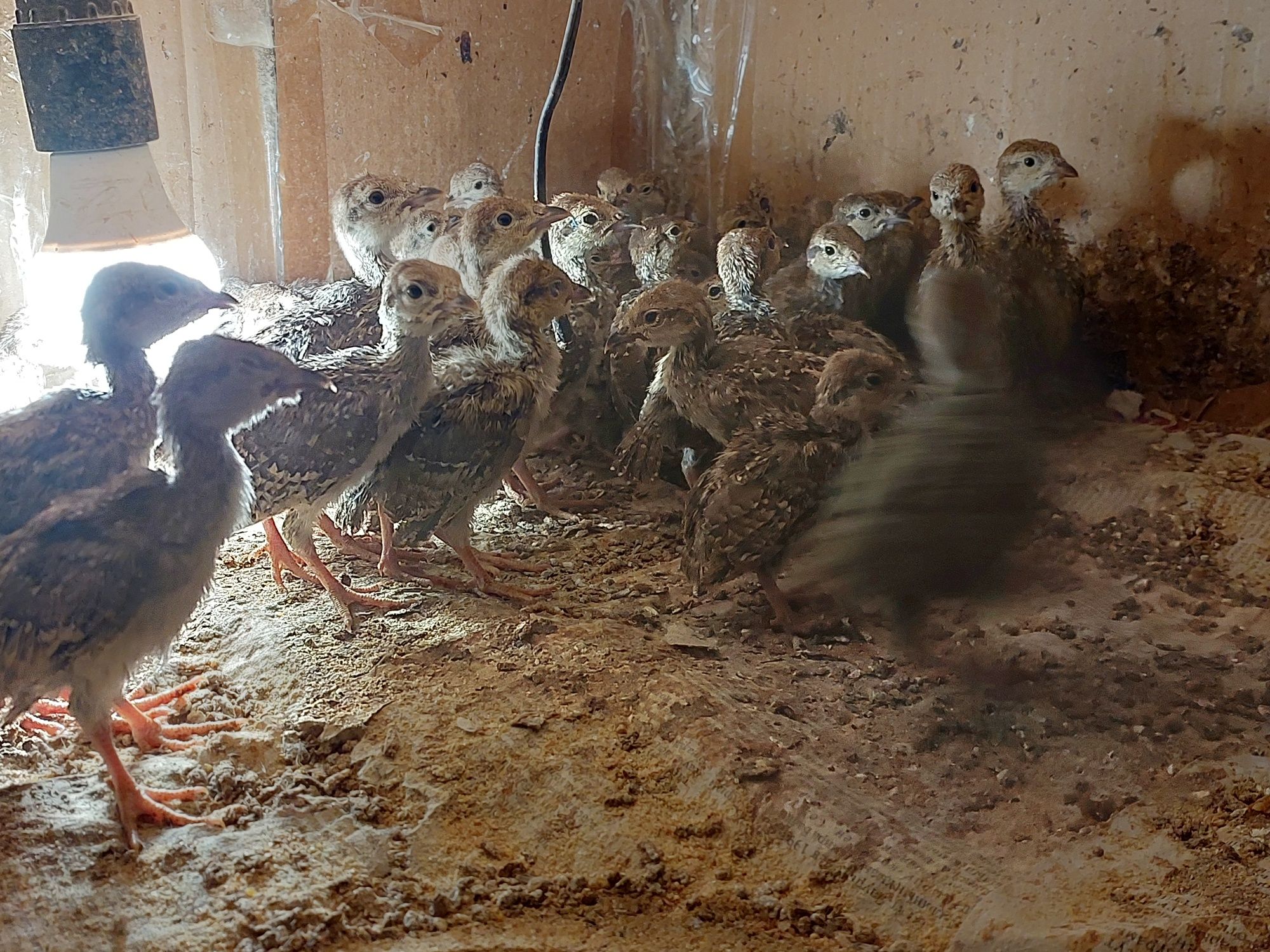 АКЦИЯ..срочно кеклик взрослые несут яйца 4000тг  есть цыплята разновоз