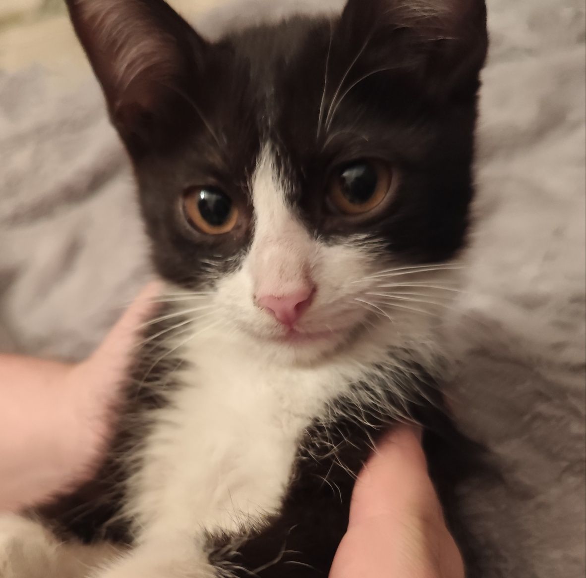 Котенок мальчик ищет дом 3 месяца