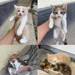 Котенки в добрые руки (девочки)