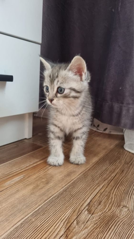 Продаются шотландские котята