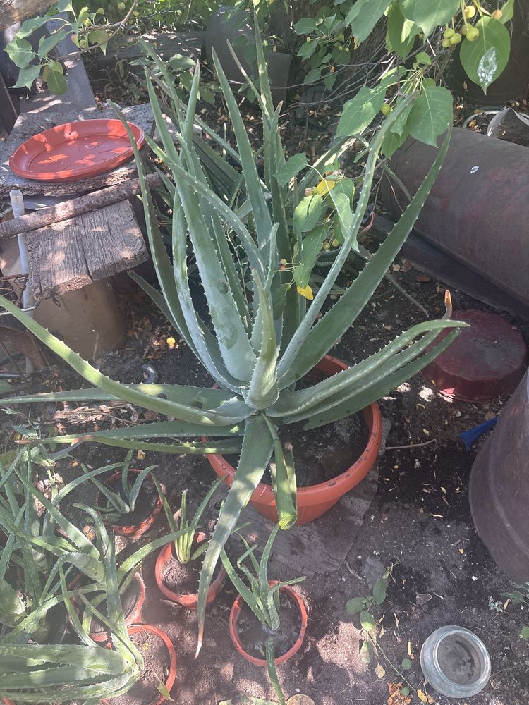 Продаю Алое вера