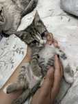 Котенок 1,5 месяца