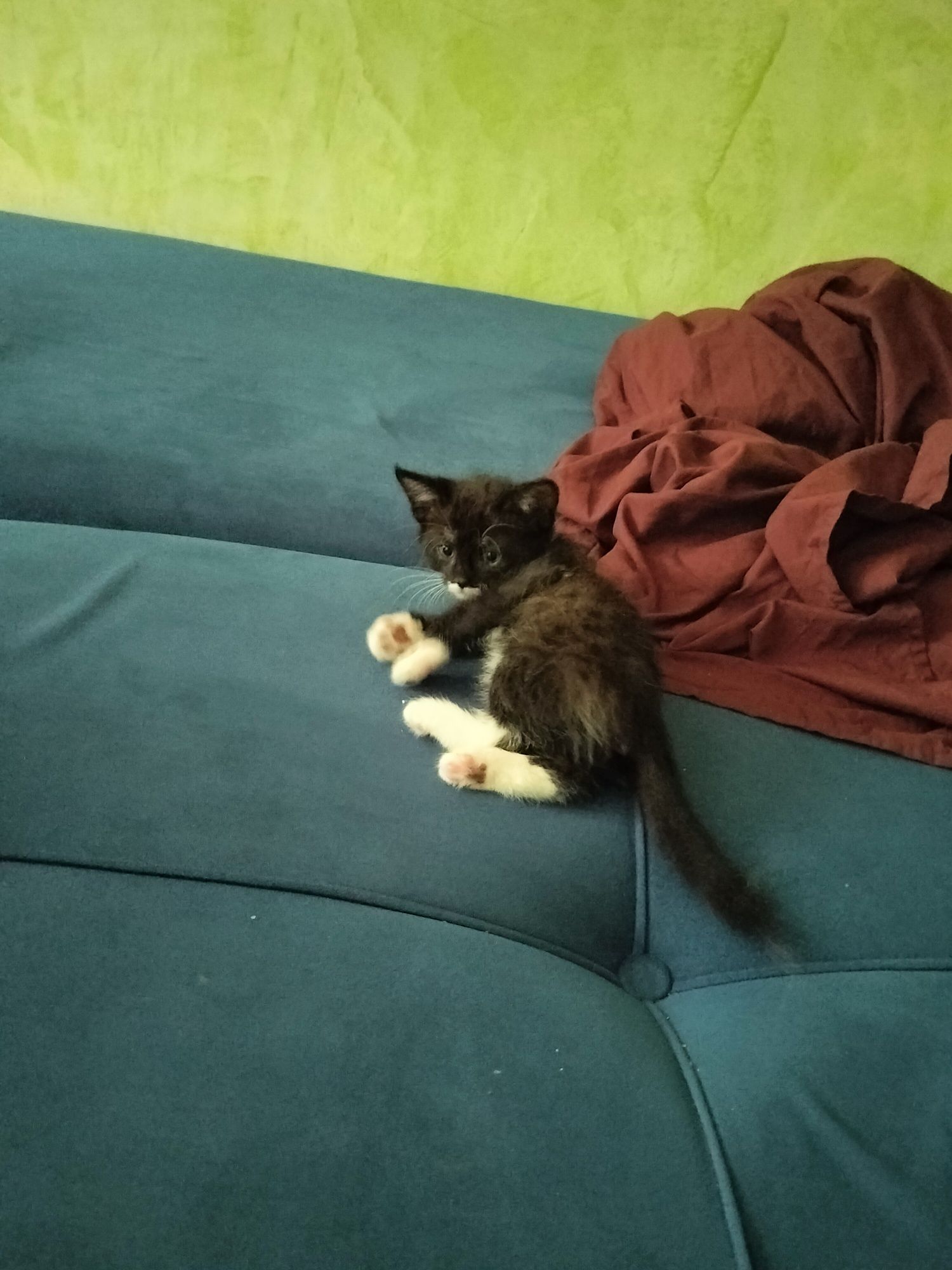 черный кот 2 месяцев со своим лотком. приучен к лотку.