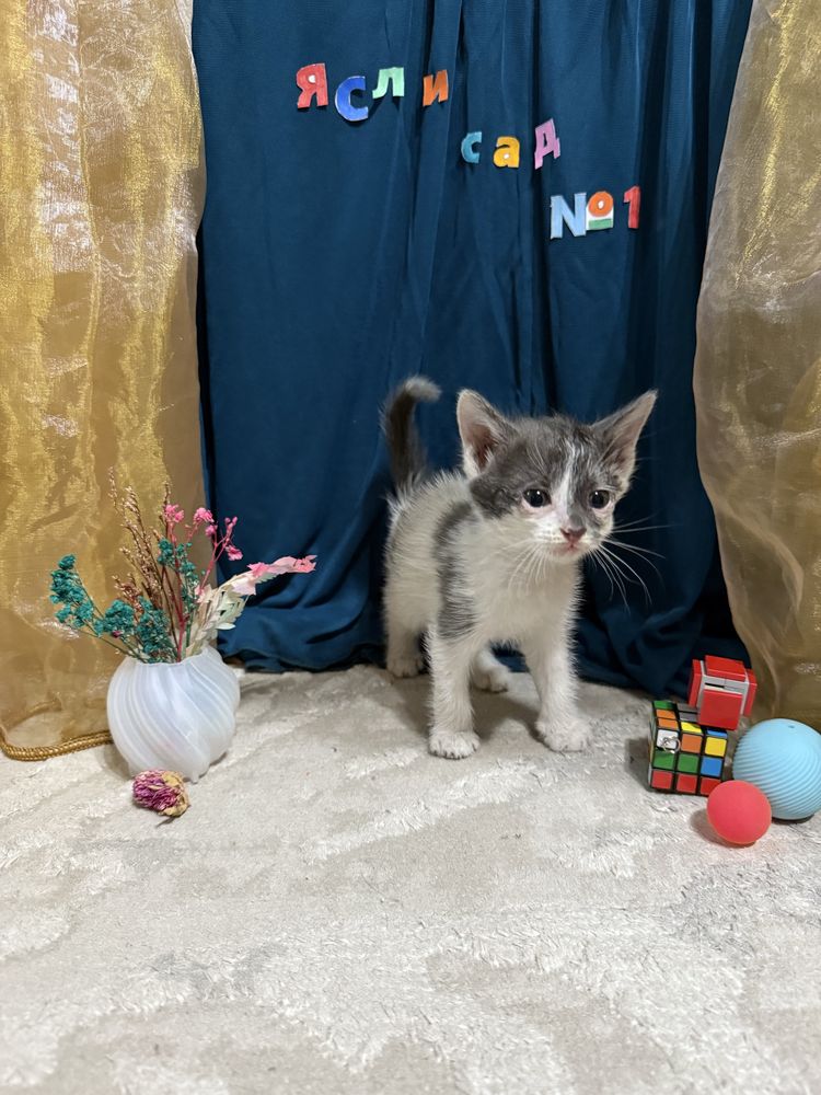 Котята выпускники ищут семью