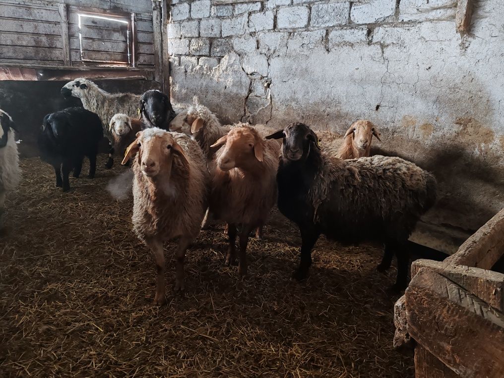 Продаю баранов, 6 овцыматок не старые