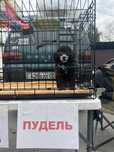 Продам пуделя 2,5 месяцев