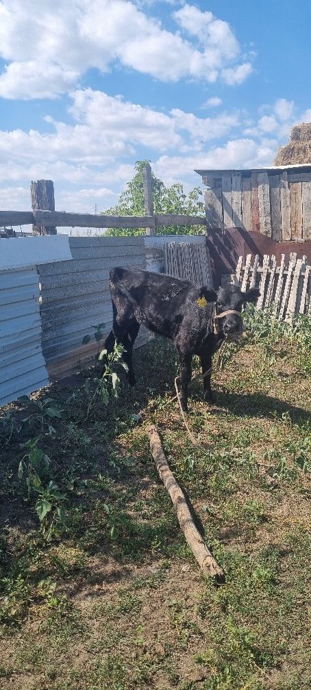 Продам двух телят