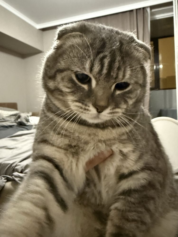 Отдам шотландского кота