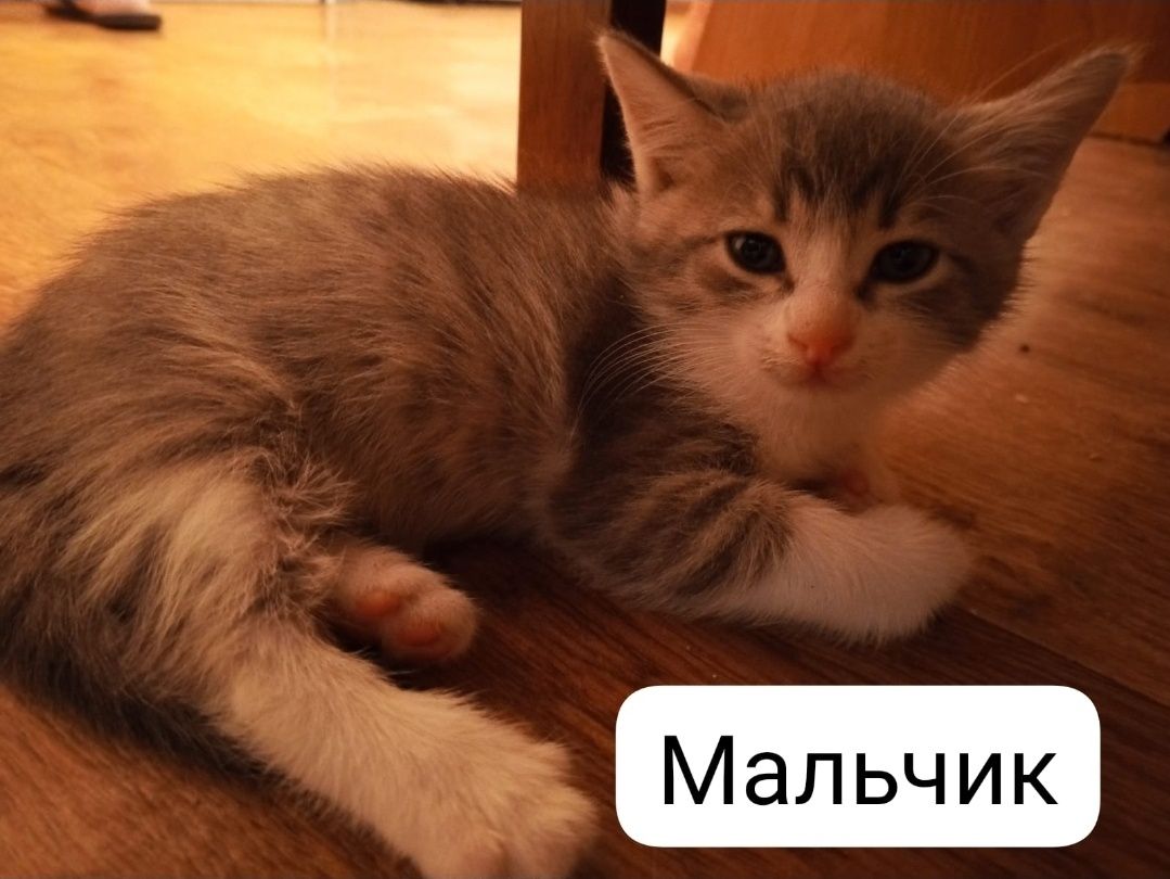 Котята Мальчики в добырые руки