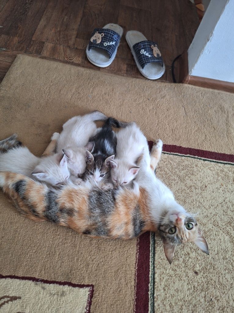 Котята бесплатно в добрые руки!