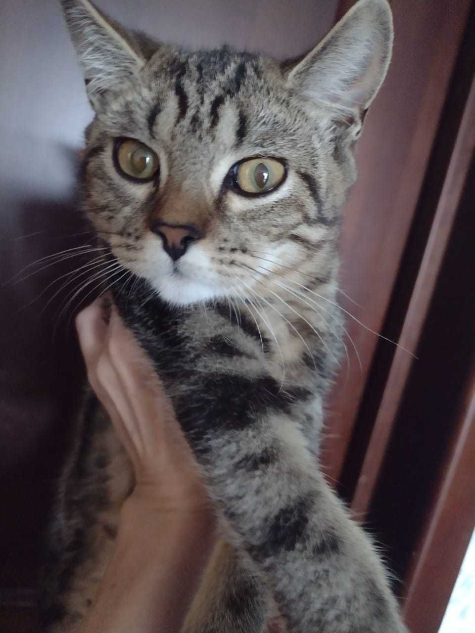 Отдам котят в добрые руки.
