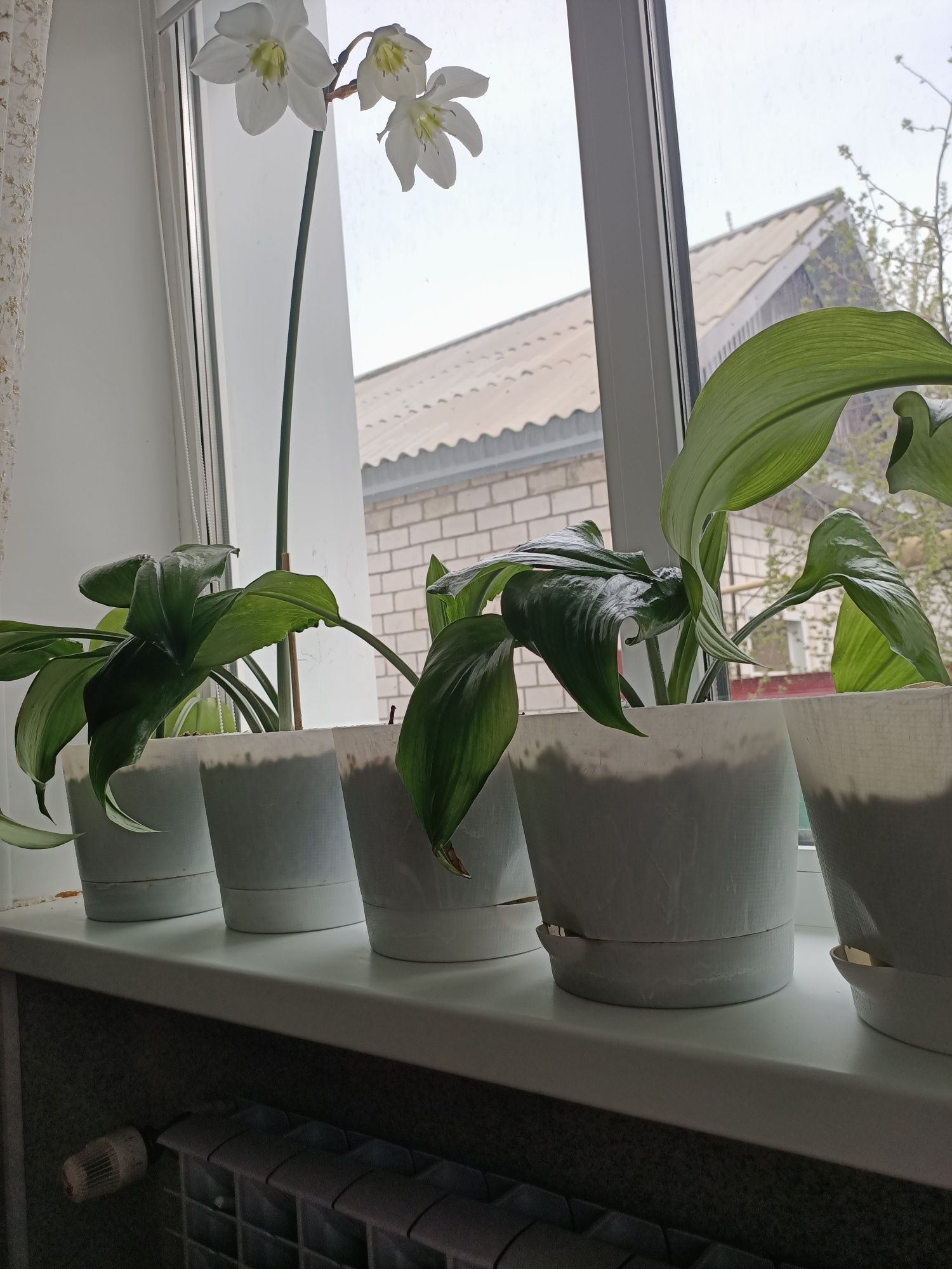Продам домашние цветы
