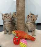 Роскошные шотландские котята
