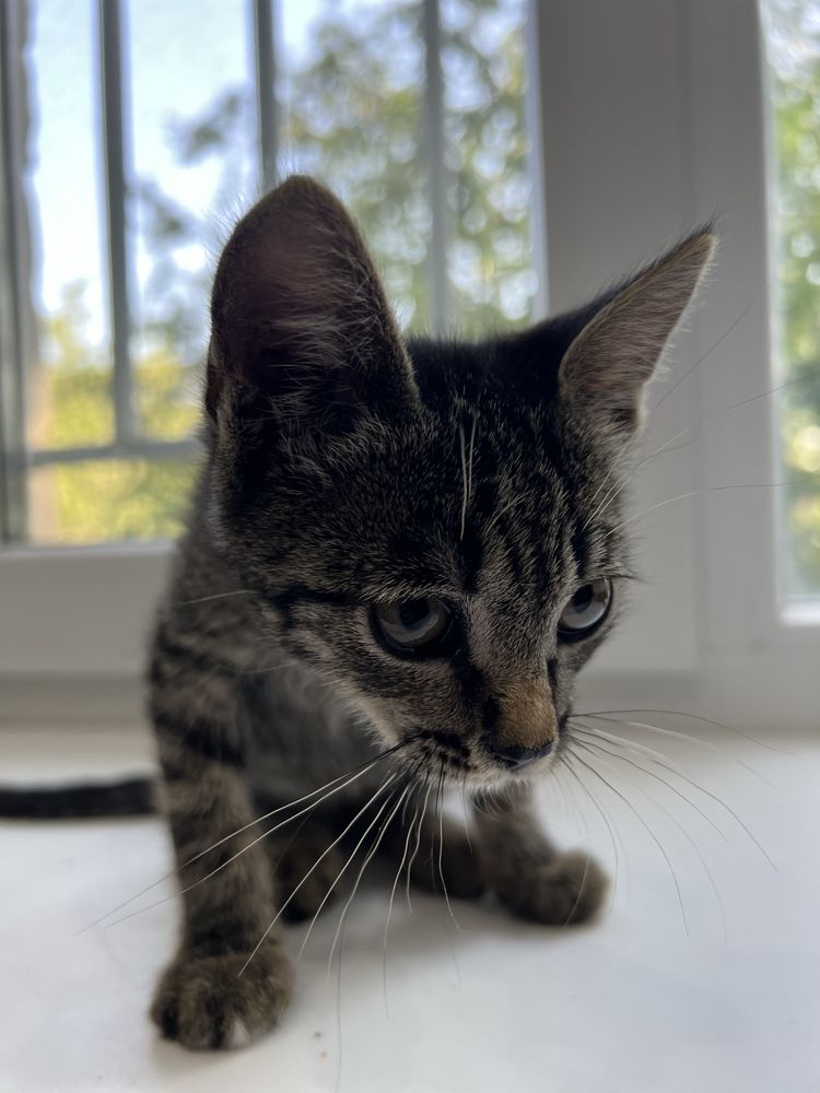 Котенок для ребенка