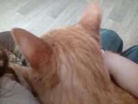 Отдам кошку и кота
