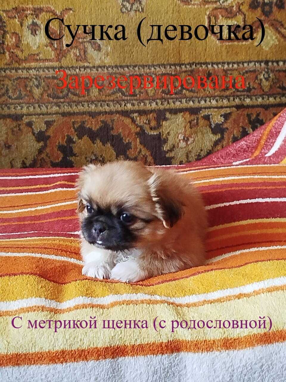 Бронирование щенков породы «Пекинес»