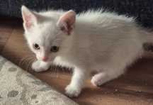 Отдам котёнка 1,5 месяца и кошку 7 месяцев