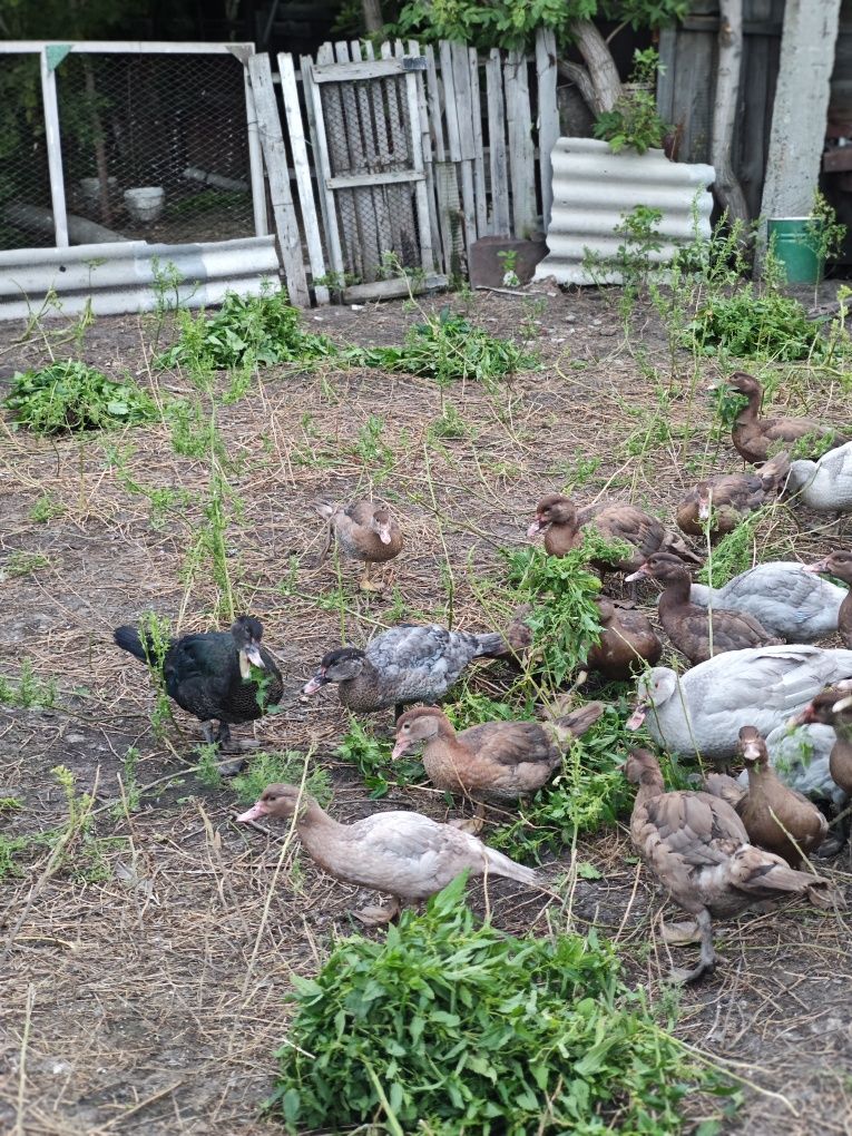 Продам  утак  вся птица породная тяжолая линия.