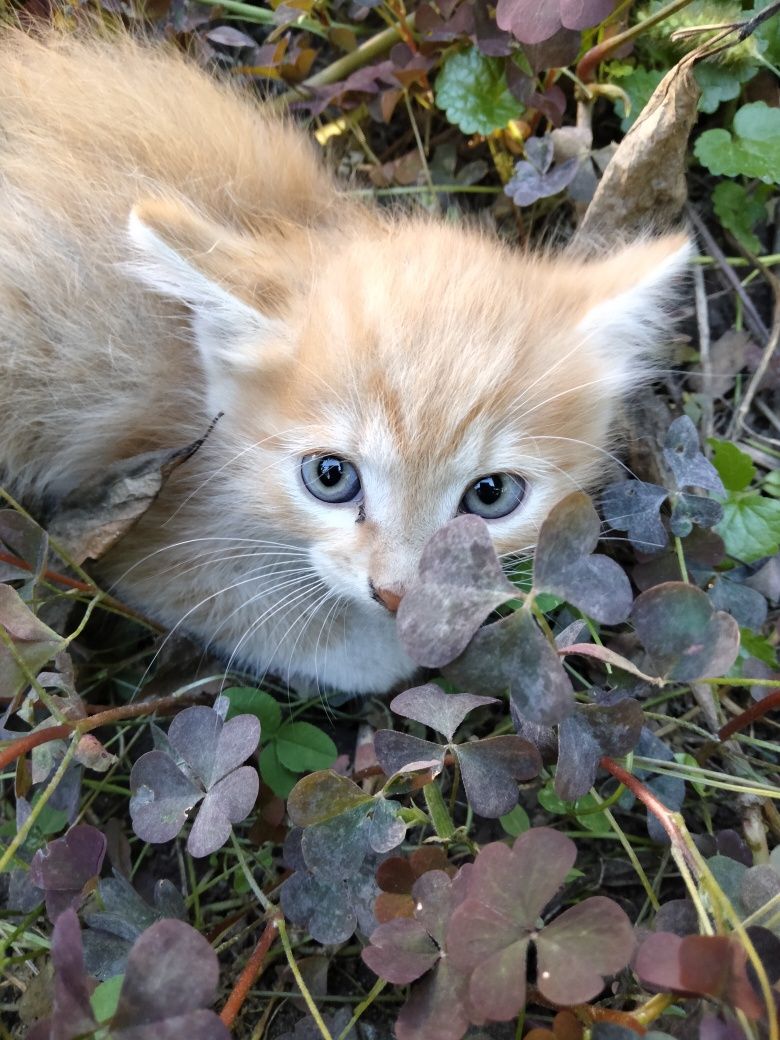 Котята 4 штуки, бесплано