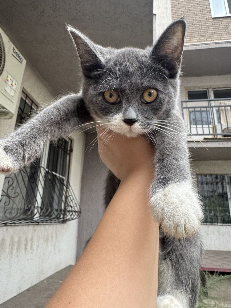 Отдам котенка бесплатно ласковый