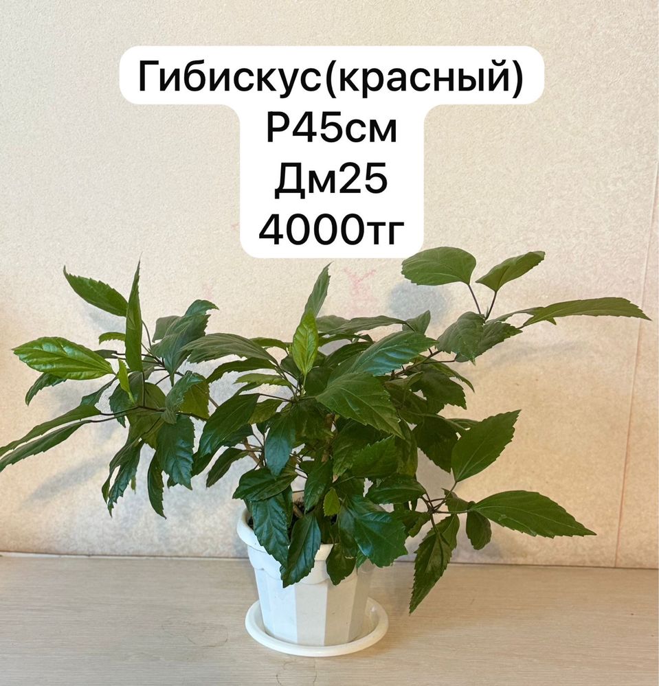 Комнатные растение