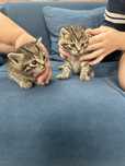 Отдам котят мышеловы