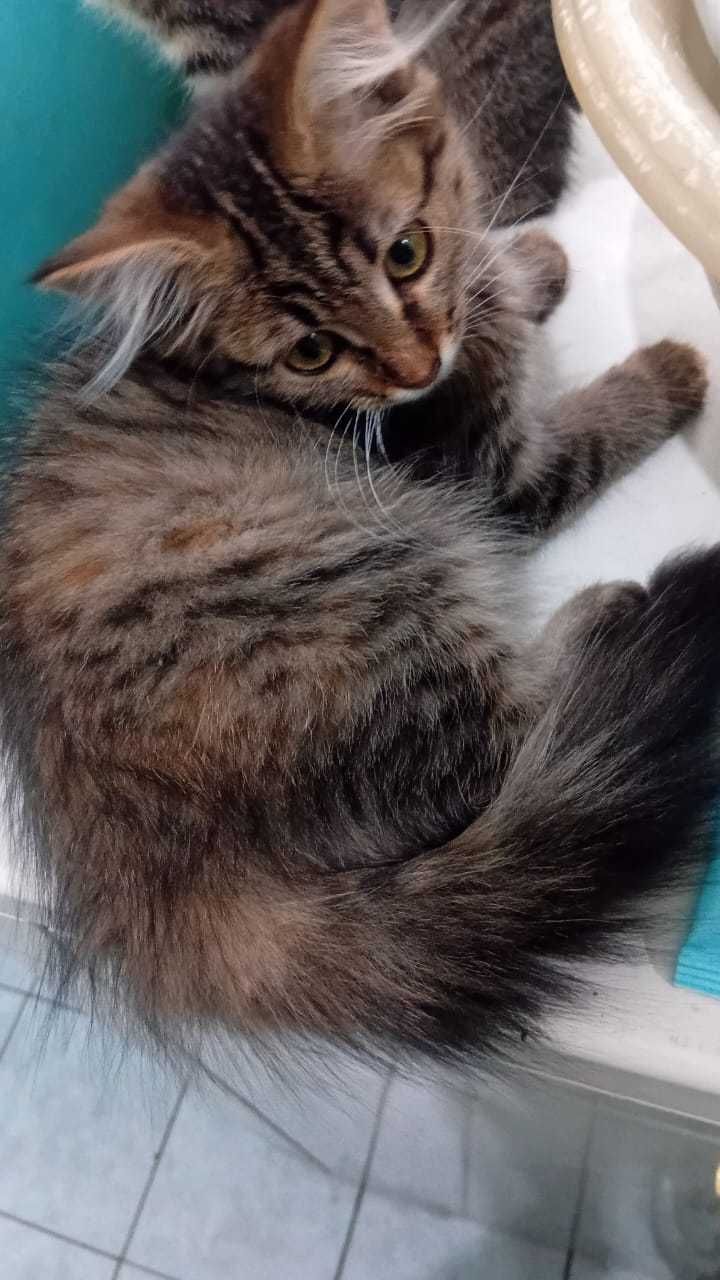 Отдам котёнка в добрые руки