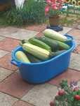 Продам Кабачки молодые