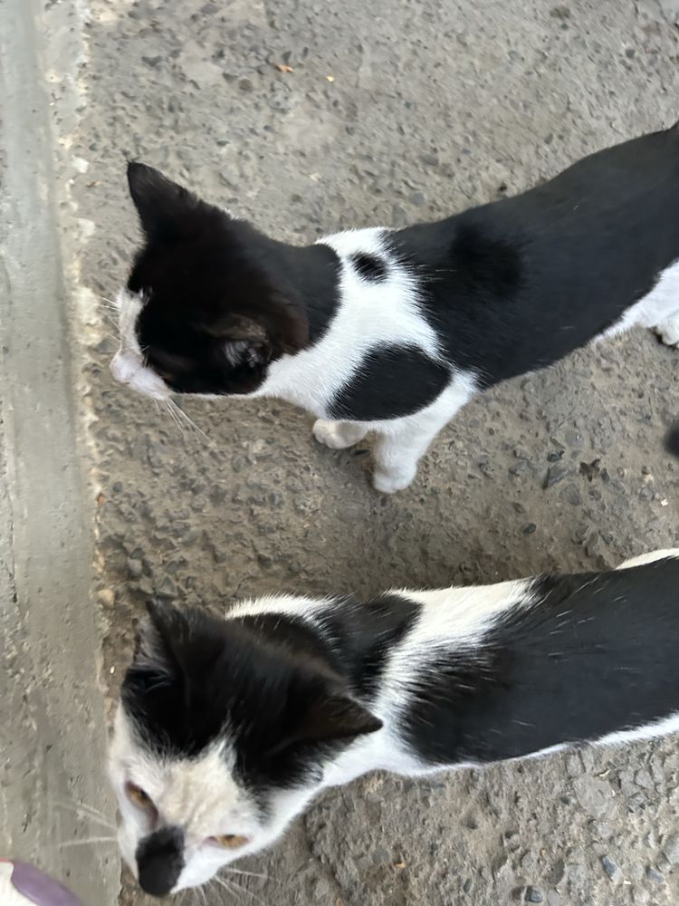 Котята подростки в добрые руки